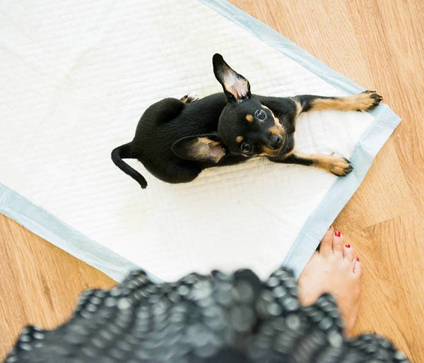 Mersjo Absorpční podložky pro zvířata XL 60x90 cm (100 ks)