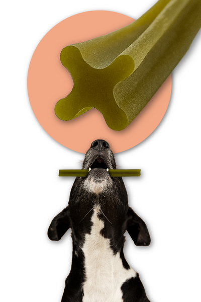 Dentální pamlsek pro psy Dental Sticks Mersjo Hovězí Řasy Zelené Čaj 28 ks