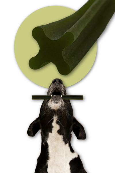 Dentální pamlsek pro psy Dental Sticks Mersjo Hovězí Řasy Zelené Čaj 7 ks